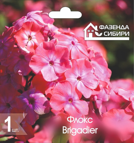 Флокс Brigadier