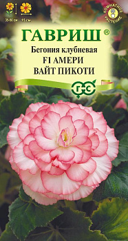 Бегония Амери вайт пикоти F1 клубневая (4шт) Гавриш/10