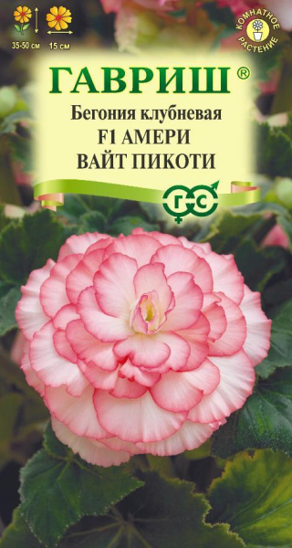 Бегония  Амери вайт пикоти