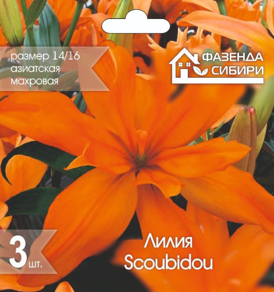 Лилия Scoubidou