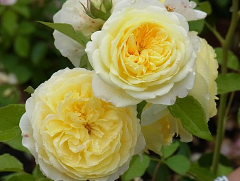  Роза Пилигрим (Английская) (1шт) в коробке