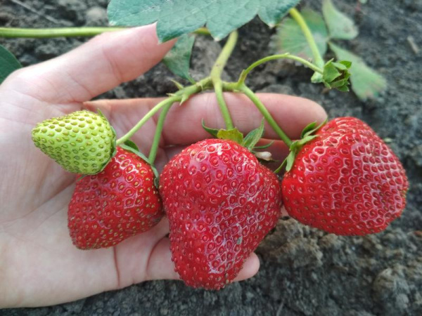 d32aabc2f2a3946a7e03ff157fb4d839