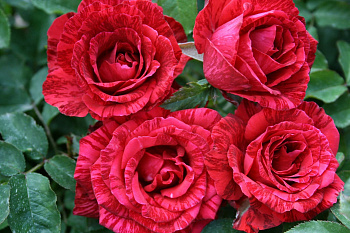  Роза Ред Интуишн (Чайно-гибридная) (1шт) в коробке