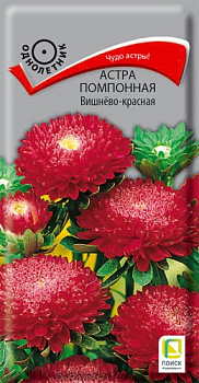 Астра Вишнево-красная помпонная (0,3г) Поиск/10